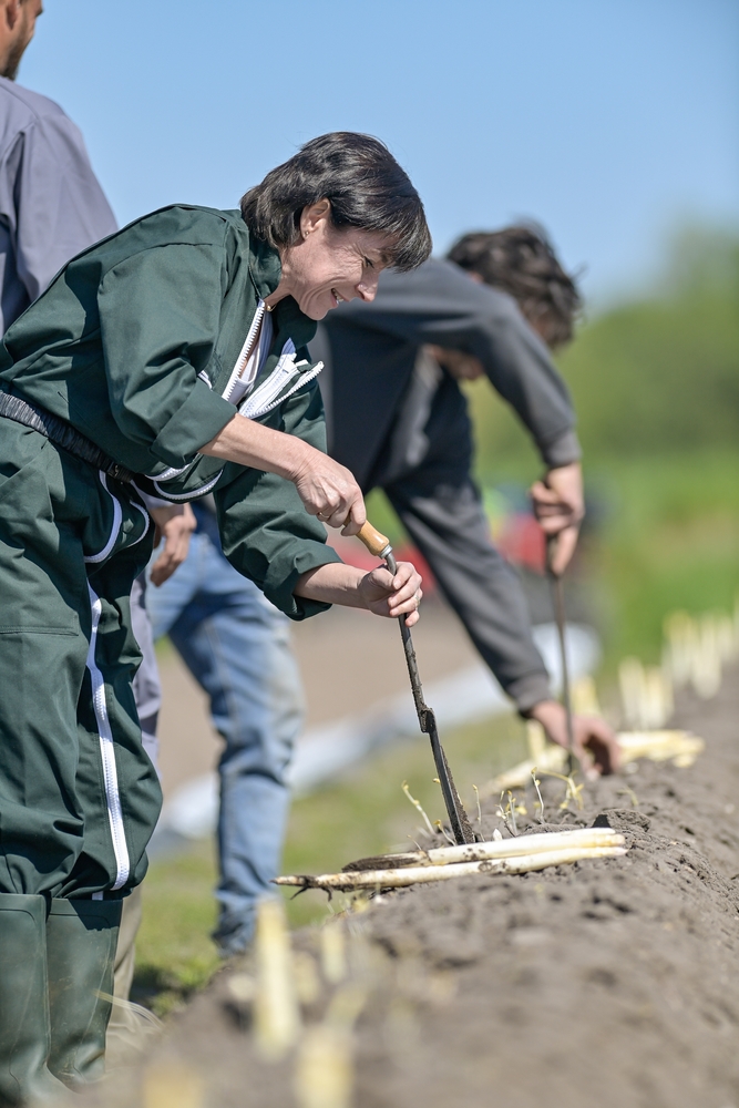 Farm workers harvesting